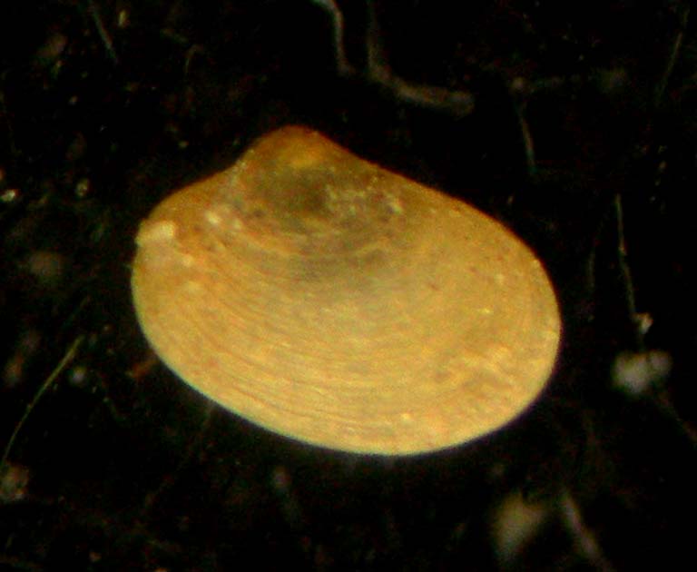 bivalve